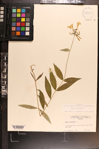 Phlox glaberrima image