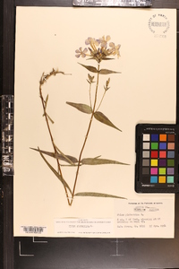 Phlox glaberrima image