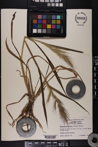 Echinochloa walteri image