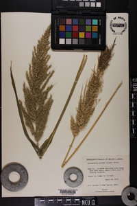 Echinochloa walteri image