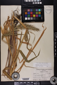 Echinochloa walteri image