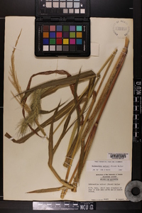 Echinochloa walteri image