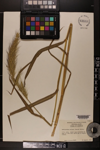 Echinochloa walteri image