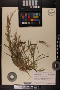 Echinochloa walteri image