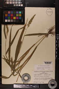 Echinochloa walteri image