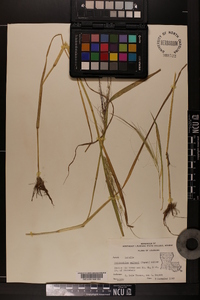 Echinochloa walteri image