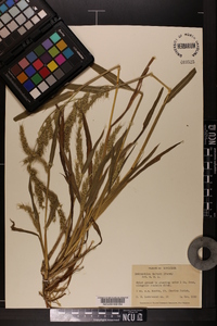 Echinochloa walteri image