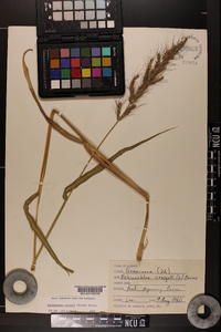 Echinochloa walteri image