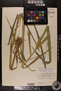 Echinochloa walteri image