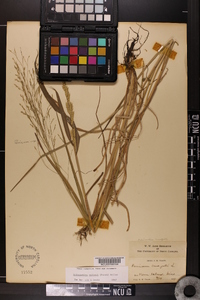 Echinochloa walteri image