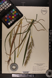 Echinochloa walteri image