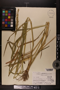 Echinochloa muricata var. microstachya image