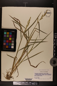 Echinochloa muricata var. microstachya image