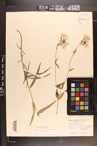 Phlox glaberrima image