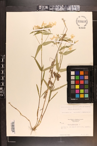 Phlox glaberrima image