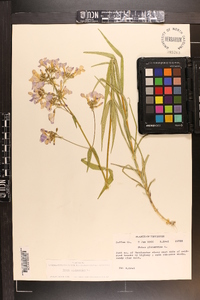 Phlox glaberrima image