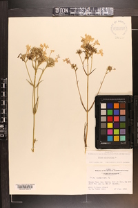 Phlox glaberrima image