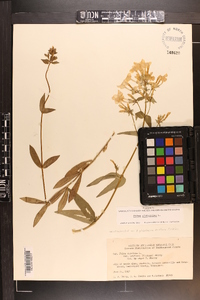 Phlox glaberrima image