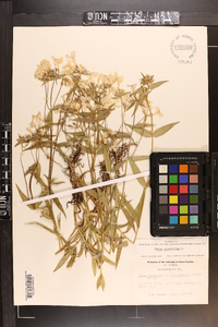 Phlox glaberrima image