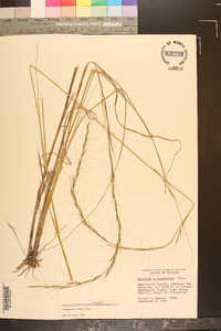 Aristida palustris image