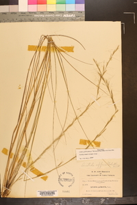 Aristida palustris image