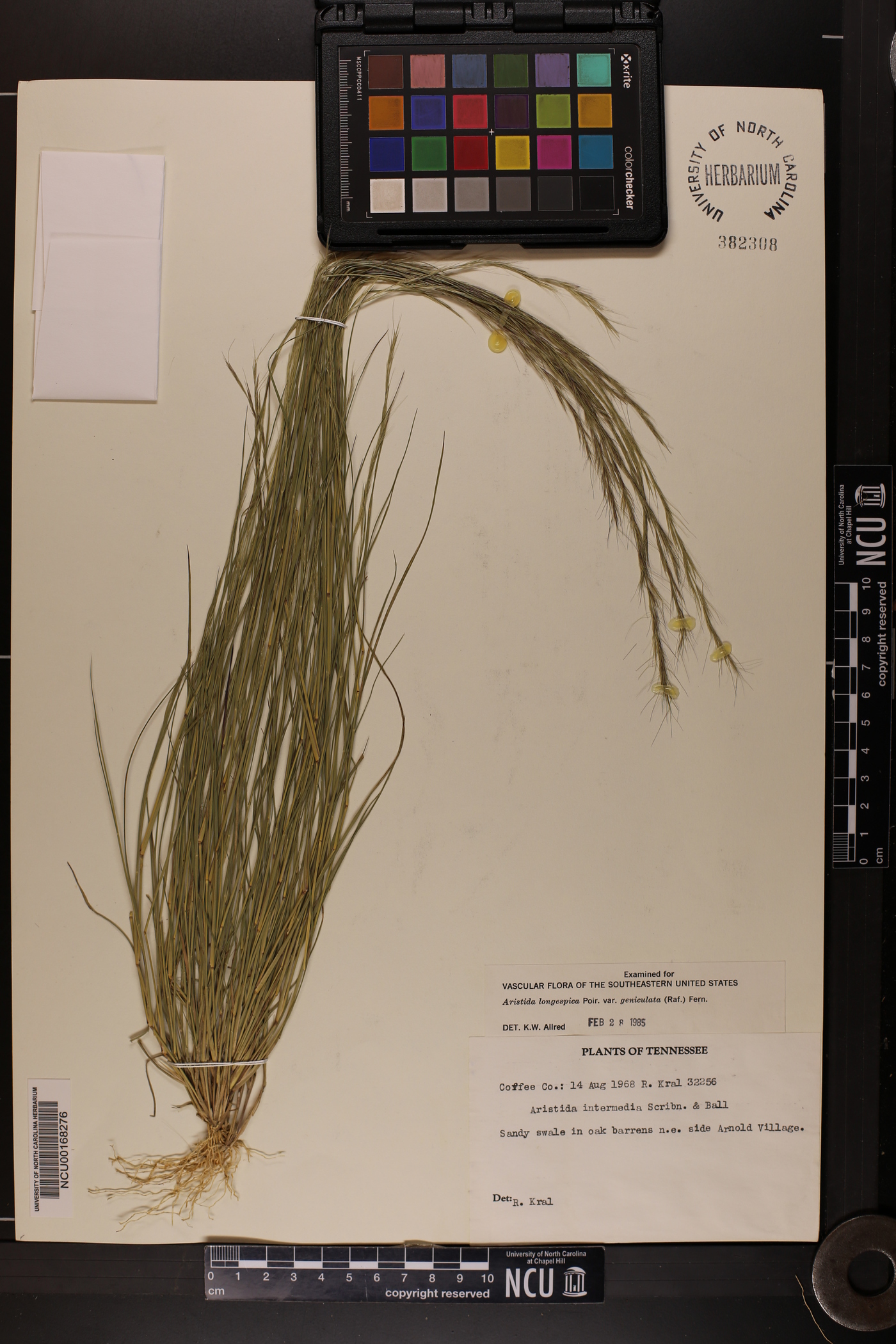 Aristida longespica var. geniculata image