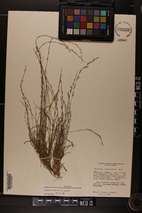 Aristida longespica image