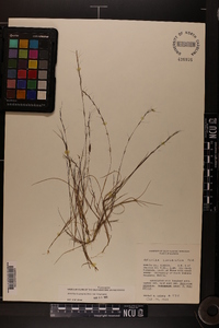 Aristida longespica image