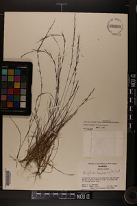 Aristida longespica image