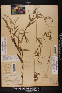 Dichanthelium dichotomum var. ramulosum image