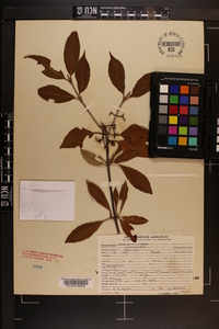 Viburnum cassinoides image