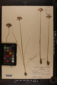 Allium canadense var. mobilense image