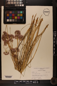 Allium canadense var. mobilense image