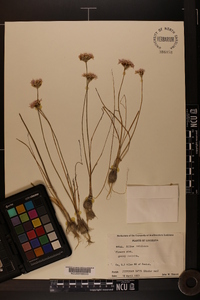 Allium canadense var. mobilense image