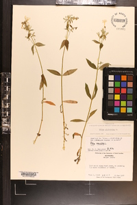 Phlox glaberrima image