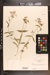 Phlox glaberrima image