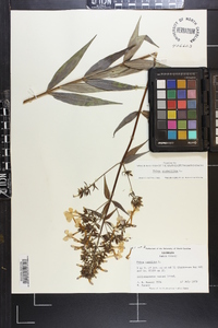 Phlox glaberrima image