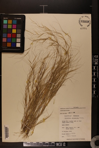 Aristida oligantha image