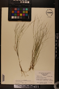 Aristida oligantha image