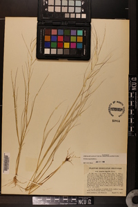 Aristida oligantha image