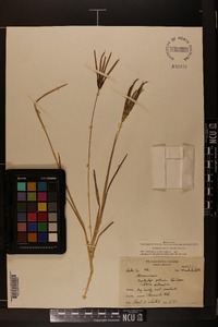 Eustachys petraea image