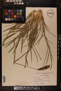 Eustachys petraea image