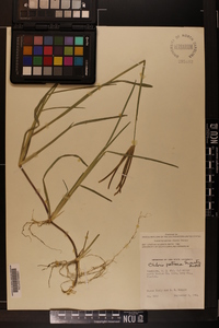 Eustachys petraea image