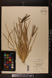 Eustachys petraea image