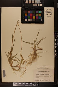 Eustachys petraea image