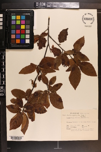 Fagus grandifolia subsp. grandifolia image