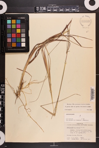 Andropogon gyrans image