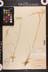 Andropogon gyrans image