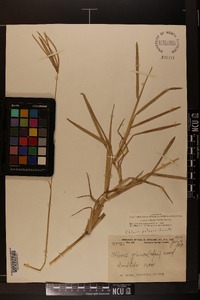 Eustachys petraea image