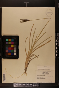 Eustachys petraea image